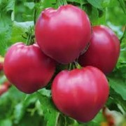 Помідор Цукровий Бізон 0,1 г